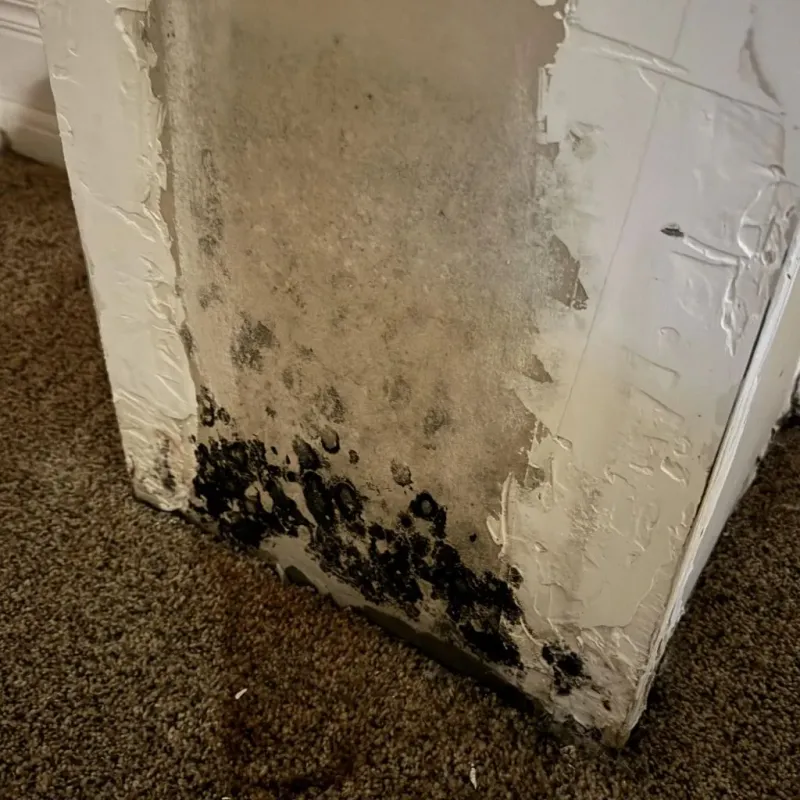 Professional Mold Removal in Quitman, TX